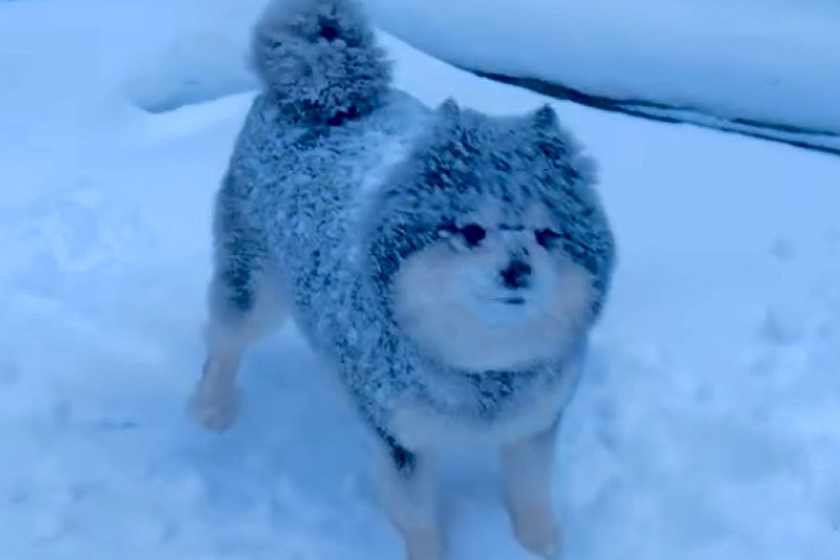 雪国育ちのポメラニアン→雪が降るとテンションが上がって…豪快すぎる遊び方に反響「雪まみれで可愛い」「寒いのに元気すぎるｗ」と31万再生