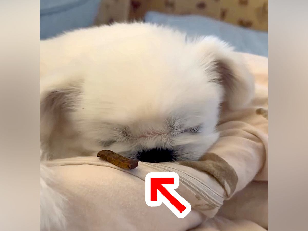 寝ている犬の鼻先にオヤツを置いてみた→すぐに起きるかと思ったら…まさかの『意外すぎる行動』に反響「明らかに反応してるｗ」「かわいい」