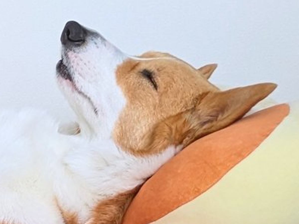 家族全員がバタバタと過ごす朝→ふと犬を見てみたら…ワンコとは思えない『まさかの光景』に3万いいね「貫禄あって草」「社長感ｗ」と爆笑