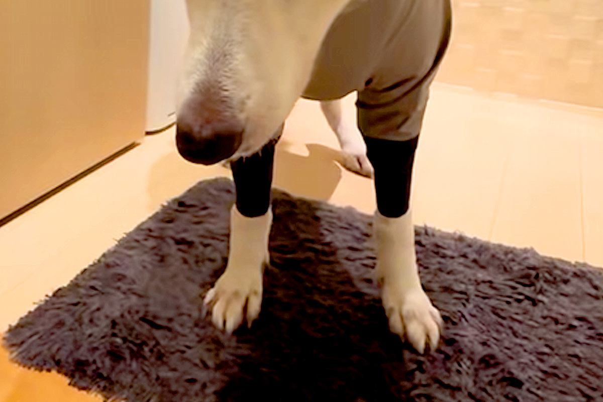 いつもニコニコな大型犬に『カッパを着せた』結果→絶望してしまい…あまりにもわかりやすい『表情』に爆笑「お利口さん」「てるてる坊主で草」