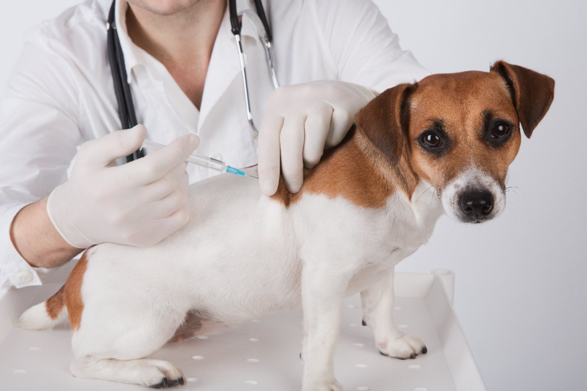 飼い犬のワクチン接種は狂犬病撲滅の重要なキー【研究結果】