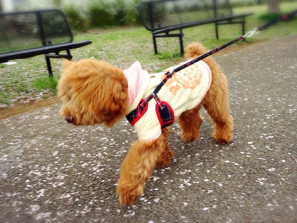 高齢犬との暮らしで気を付けるべき4つのこと。シニア犬に快適な暮らしを