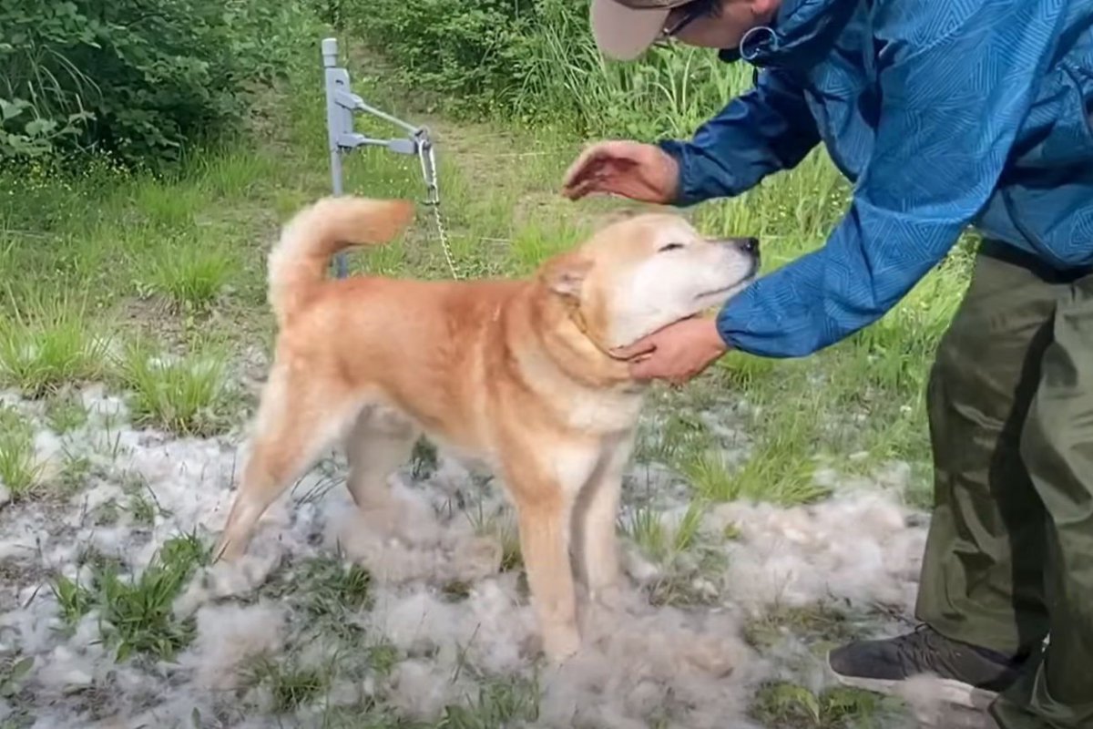 ワンコの換毛作業がすさまじい…！信じられないほどの大量の抜け毛に「永遠に見てられる」「どんどん抜けるのが快感」