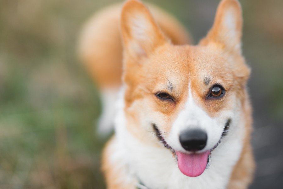 犬にモテるひと・モテないひとの違い３選