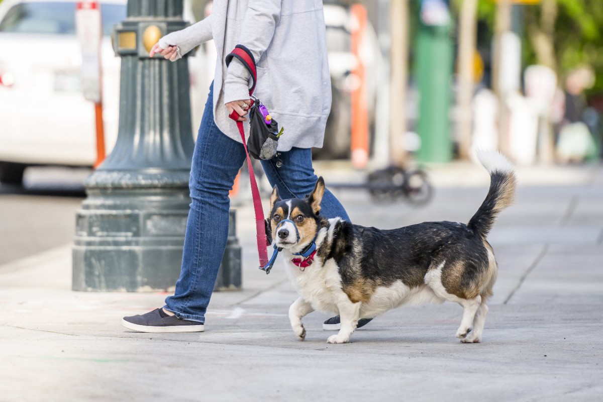 犬が嫌いがちな『4つの場所』 それぞれの原因と克服するための方法