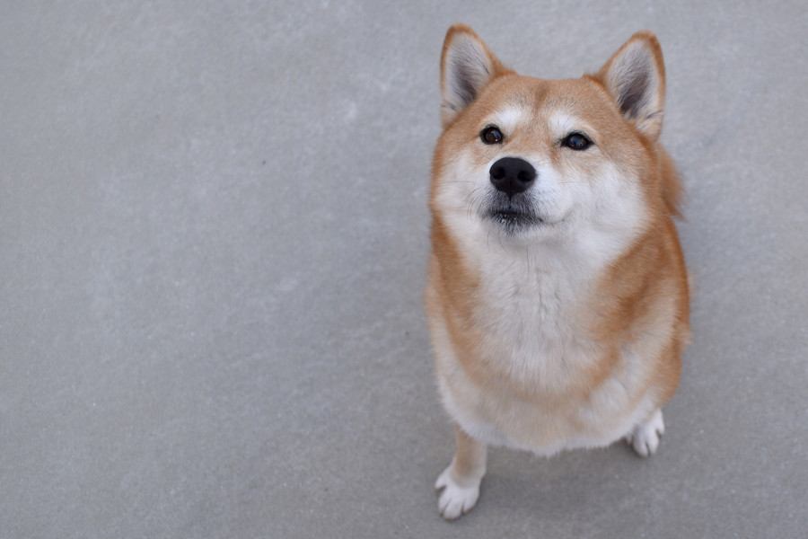 犬に絶対やってはいけない『愛情表現』7選　愛犬を苦しめる飼い主の行動や適切なスキンシップまで