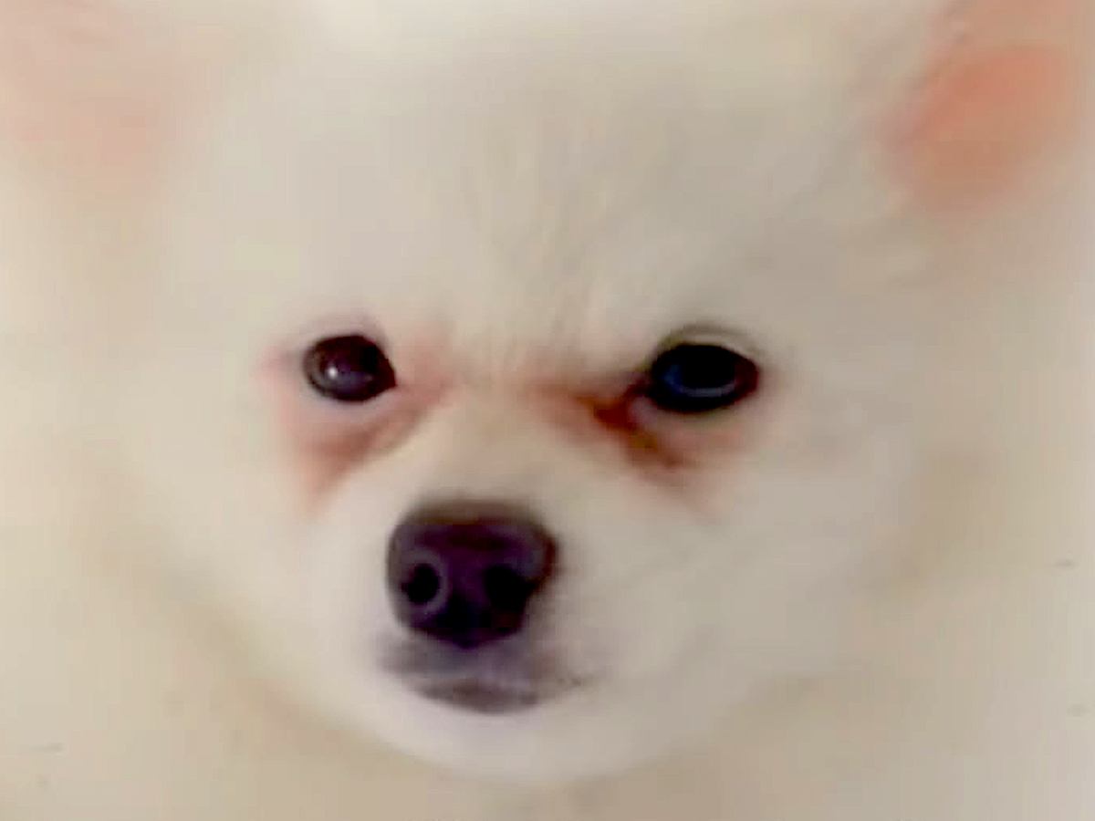 顔が原因で『５万円で売れ残っていた犬』を飼った結果…まるで別犬な『激変ビフォーアフター』が84万再生「こんな可愛く…」「すごい綺麗」