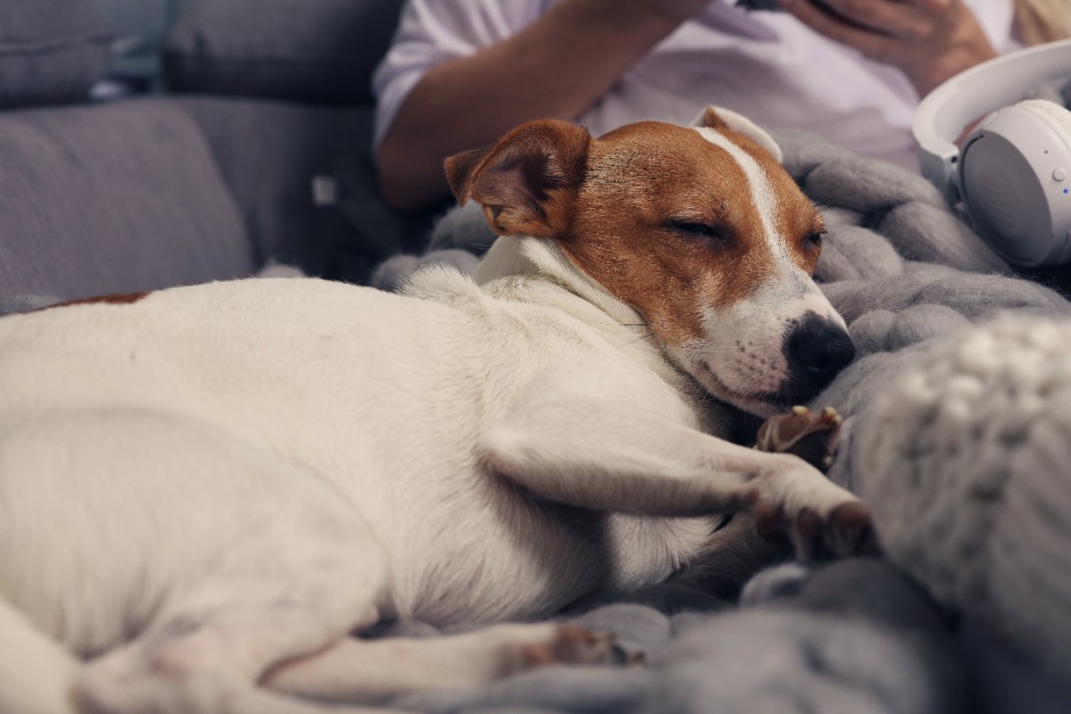 犬が飼い主にもたれかかってくる5つの心理！良いことなの？それとも悪いこと？