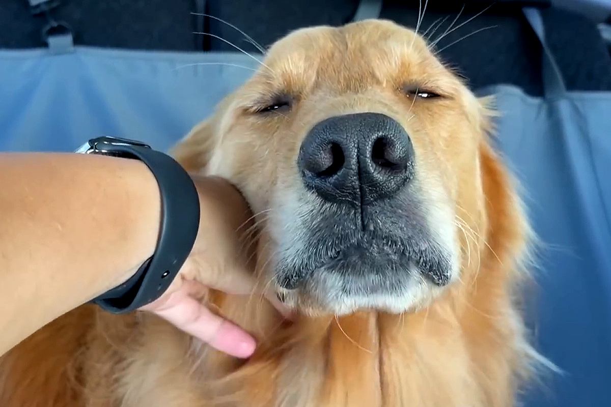 大型犬を動物病院に連れて行った結果→『怖がるかな』と思いきや…想定外だった『まさかの反応』に絶賛「満面の笑顔で可愛い」「強すぎるｗｗ」