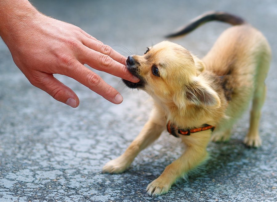 犬に咬まれた時に絶対しないほうがいい２つのNG行為