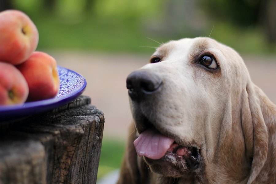 犬に絶対NGな『果物の種』３選！誤って食べてしまった時の対応は？