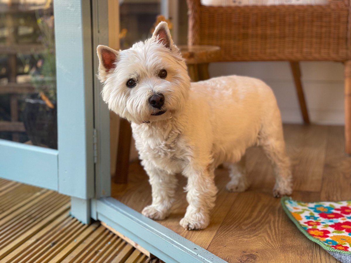 犬は『足音』だけで飼い主が分かるって本当？どうやって聞き分けているの？