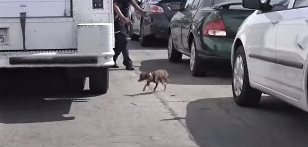 道路上をチョロチョロするチワワを保護。吠えるけど決して咬みません！