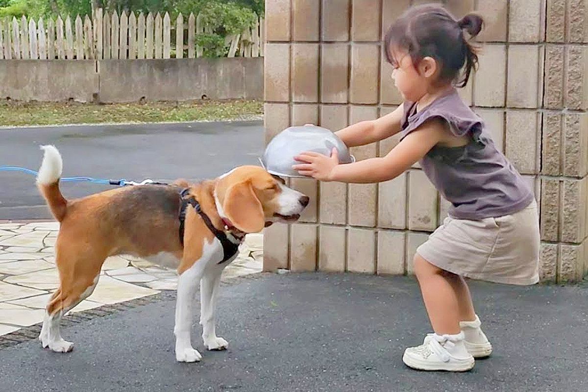 実家に遊びに来た犬→久しぶりに会った『2歳の女の子』がちょっかいを掛けた結果…微笑ましすぎる交流に反響「仲良さそう」「優しさにほっこり」