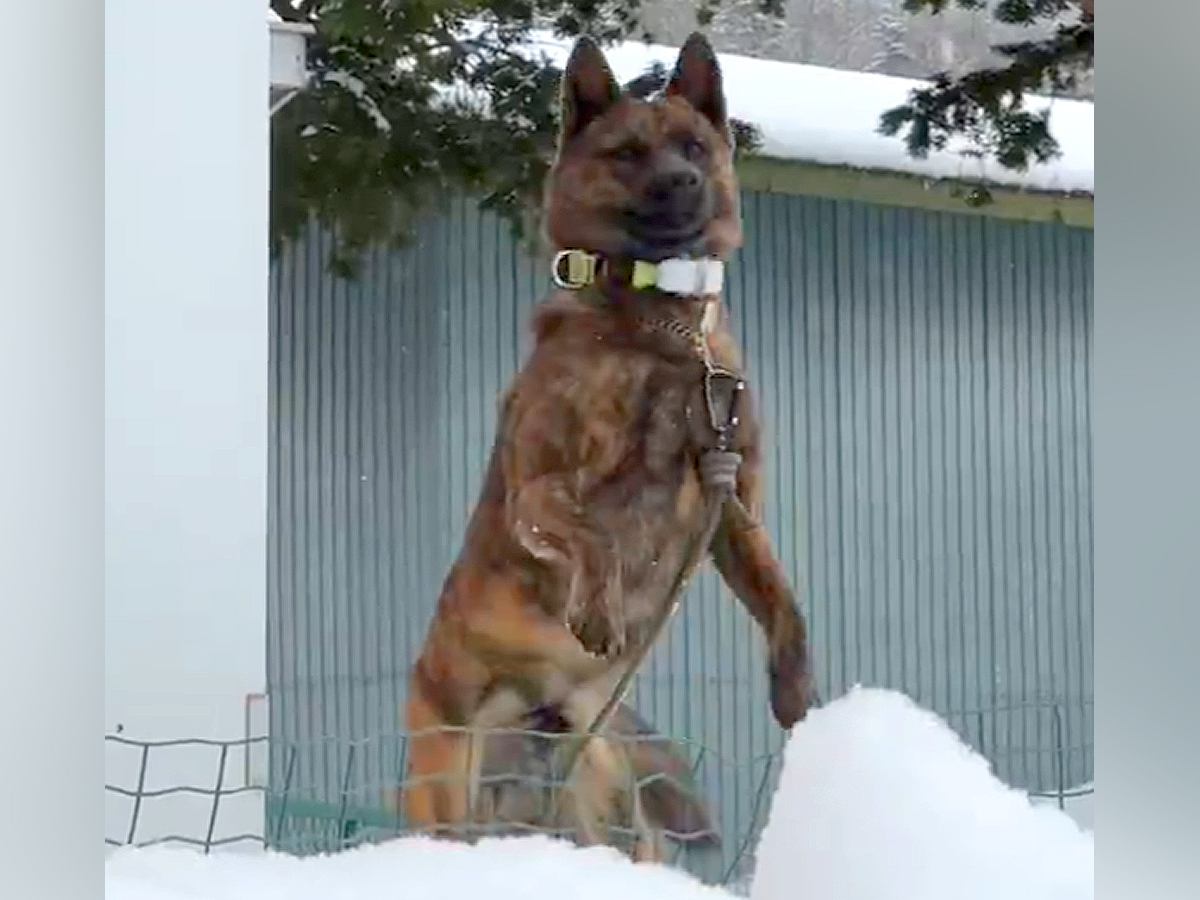 家に帰ったら、庭にいた甲斐犬が…個性が強すぎる『おかえりの舞』に3万いいね集まる「マリオのジャンプ力で草」「活きが良いの笑うｗ」と反響