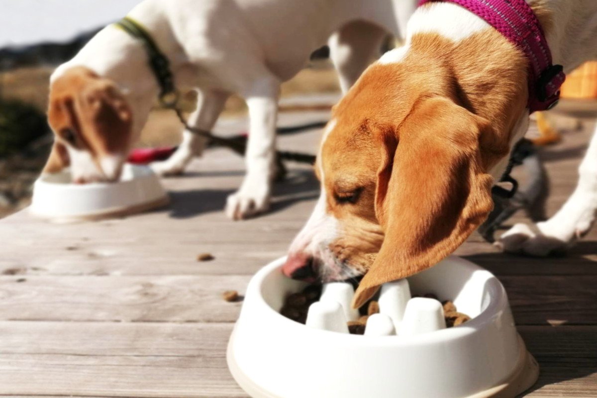 犬の早食いは寿命を縮めるって本当？危険である３つの理由から改善方法までご紹介