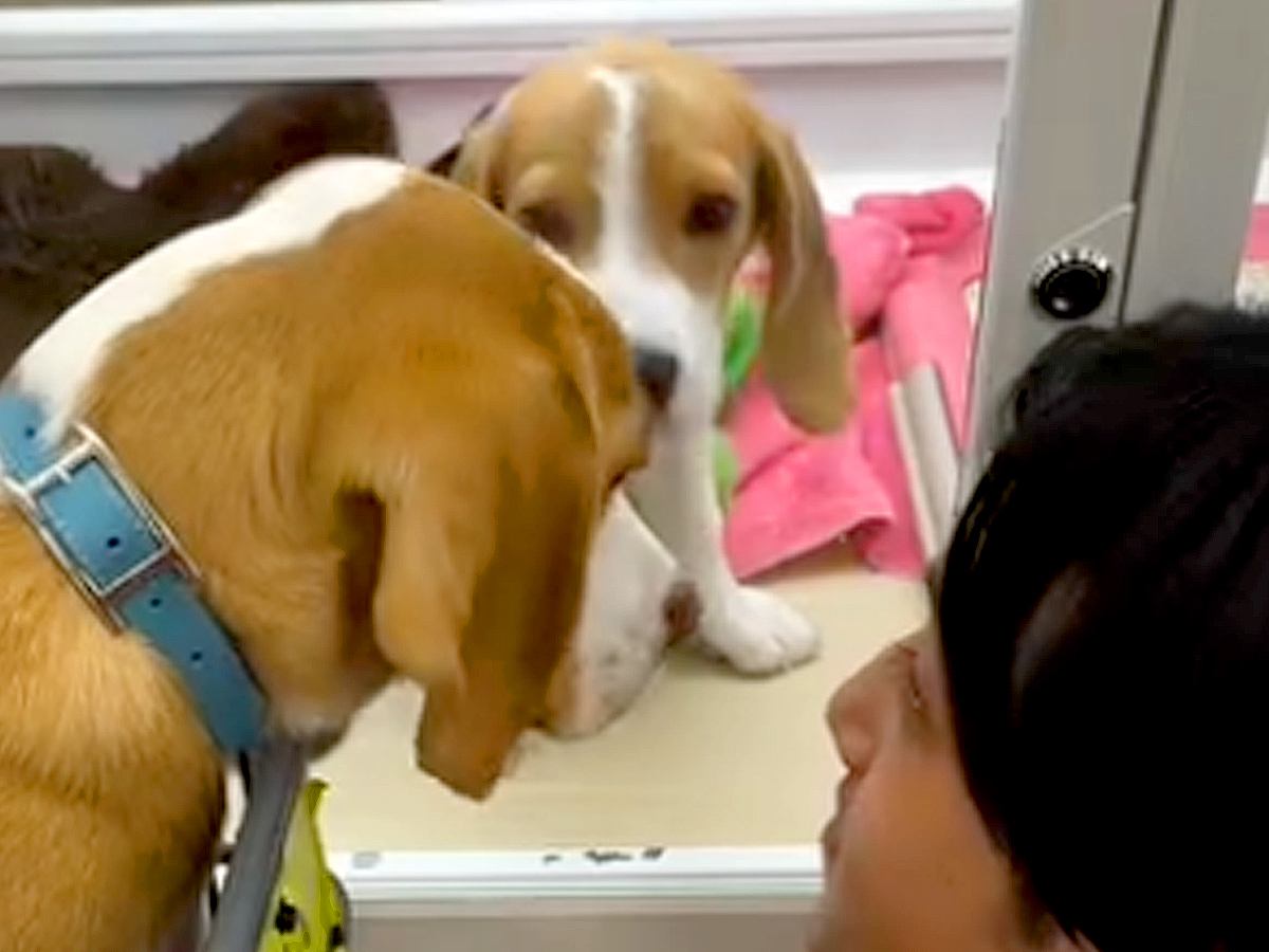 『生後５ヶ月で売れ残っていた犬』を飼った結果…１年後→様々な困難を乗り越えた光景』が24万再生「幸せそうな顔」「優しい家族で素敵」と絶賛