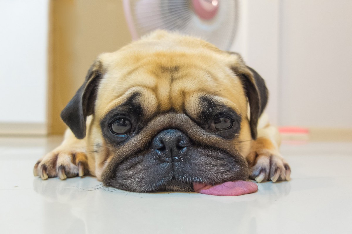 犬が体調不良になる『絶対してはいけない暑さ対策』6選！実はお節介になっているダメ行動とは