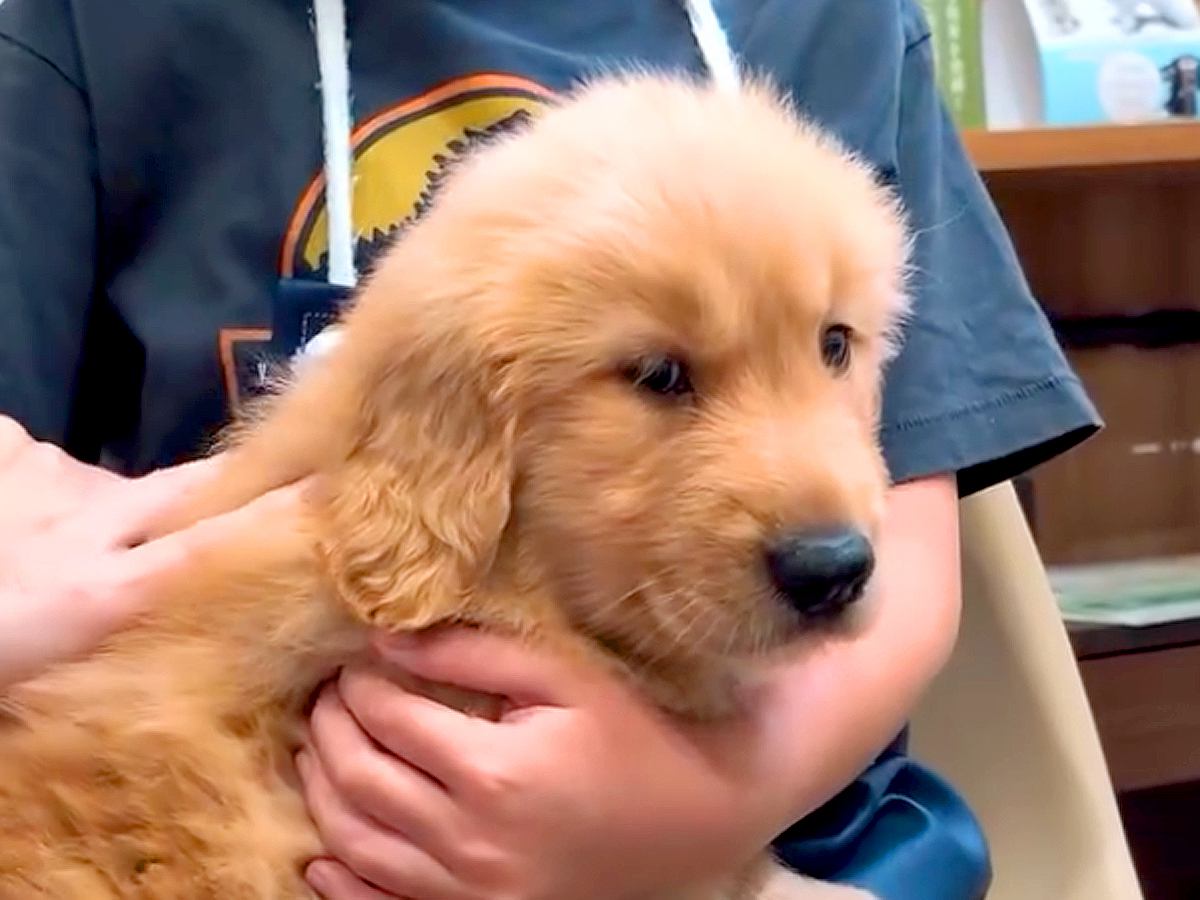 『犬を飼ったことがない家族』が大型犬をお迎え→怖がっていた男の子が…1年後の『本当の兄弟のような光景』に涙「素敵」「ドラマ化してほしい」