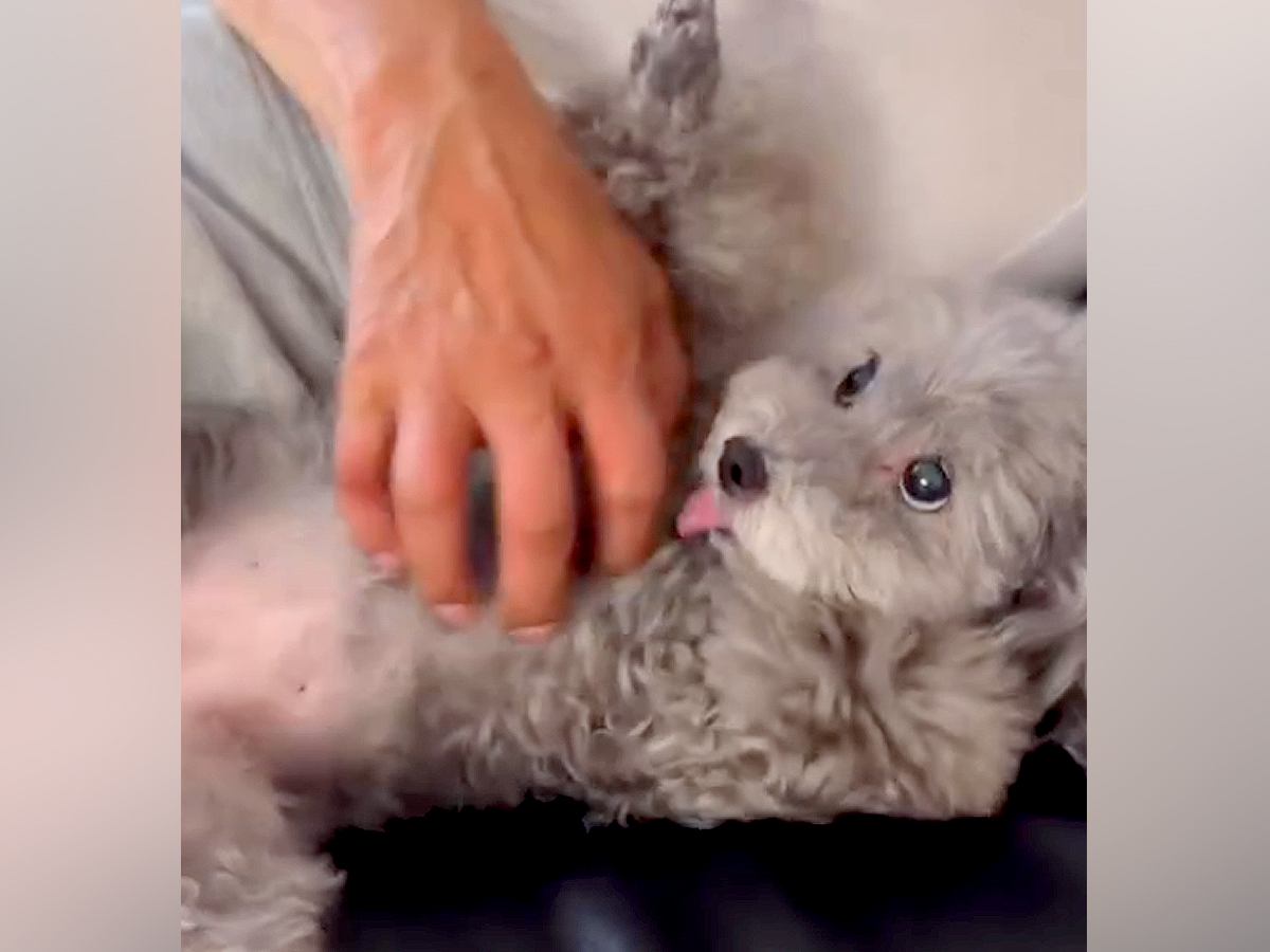 『犬を飼ったら家を出ていく』と大反対していたおじいちゃん…10年後→嘘のような『現在の光景』が20万再生「相思相愛」「素敵な絆」と感動