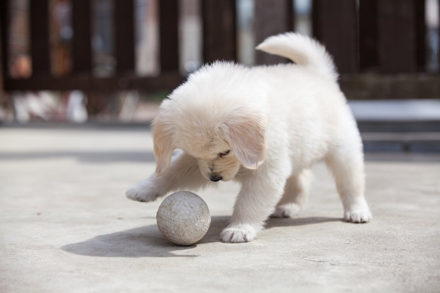 犬が遊んでいるときに考えていること