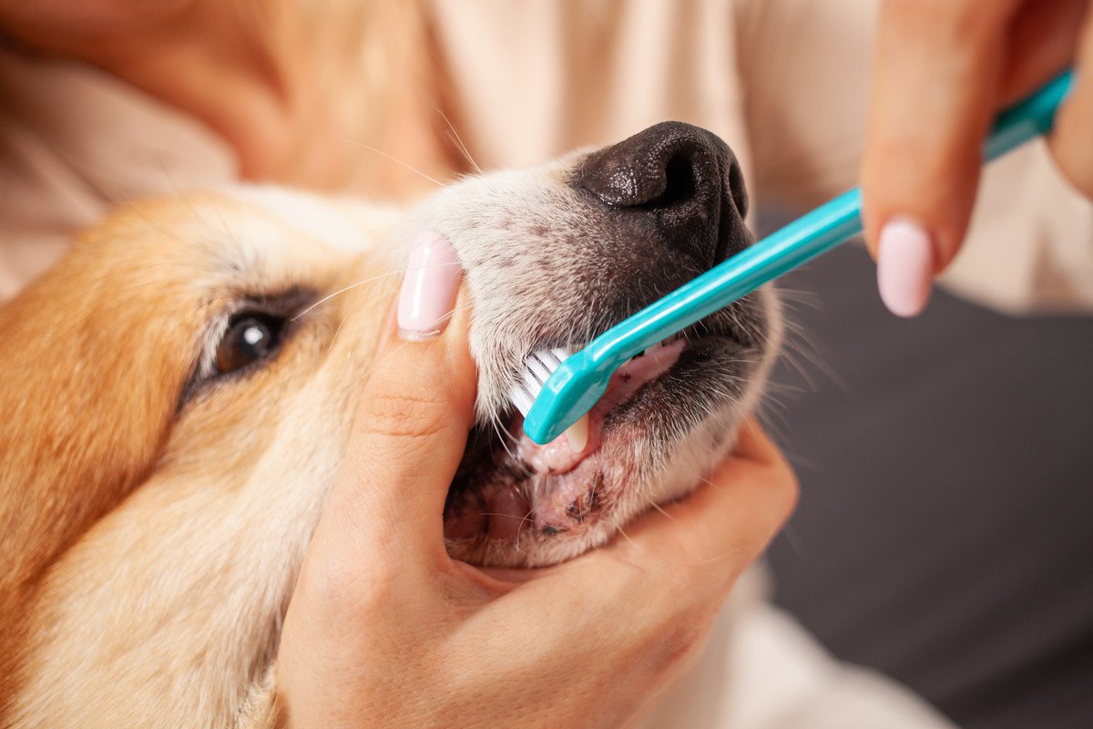 犬が『ストレス』を感じるお世話4選　愛犬に悪影響を与える飼い主の過剰行動とは？