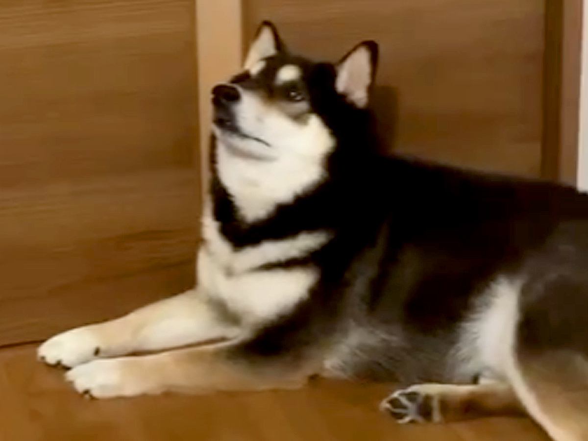 夜にお兄ちゃんが出かけようとすると、犬が扉の前にいて…想像以上に『必死に訴える姿』が可愛いと話題「親より厳しいｗ」「可愛すぎる」の声