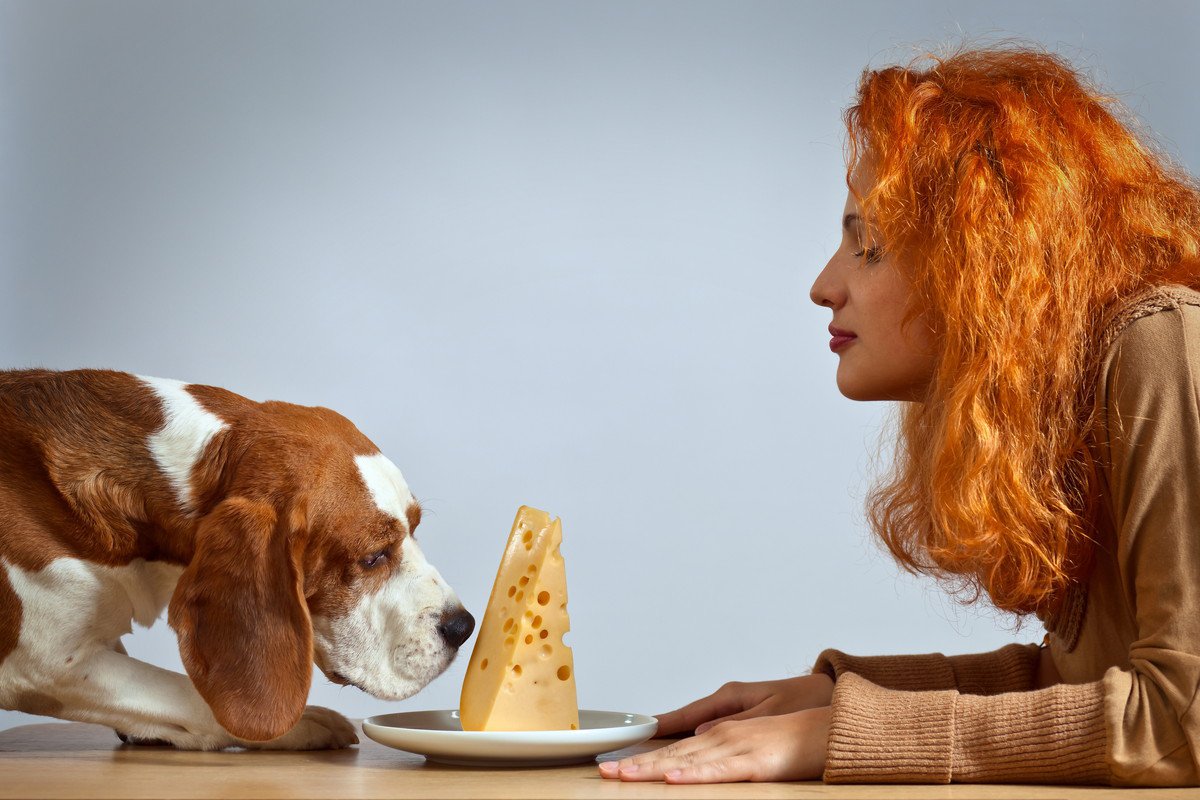 犬に発酵食品は与えても大丈夫なの？食べさせてはいけない発酵食品はある？ 