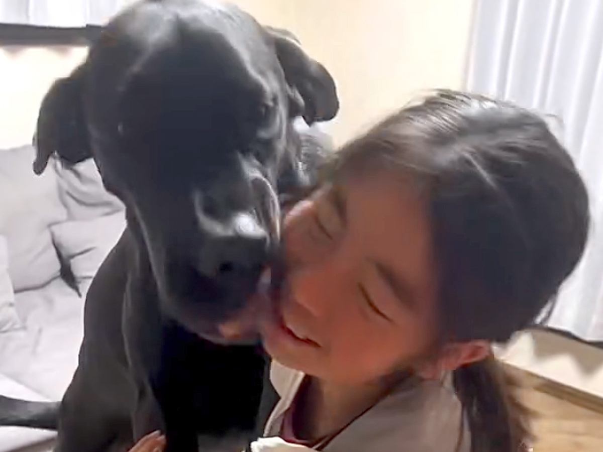 女の子と２頭の超大型犬が１週間ぶりに再会→思った以上に『豪快で微笑ましい光景』が260万再会「なんか涙出てきた」「素敵な家族」と絶賛