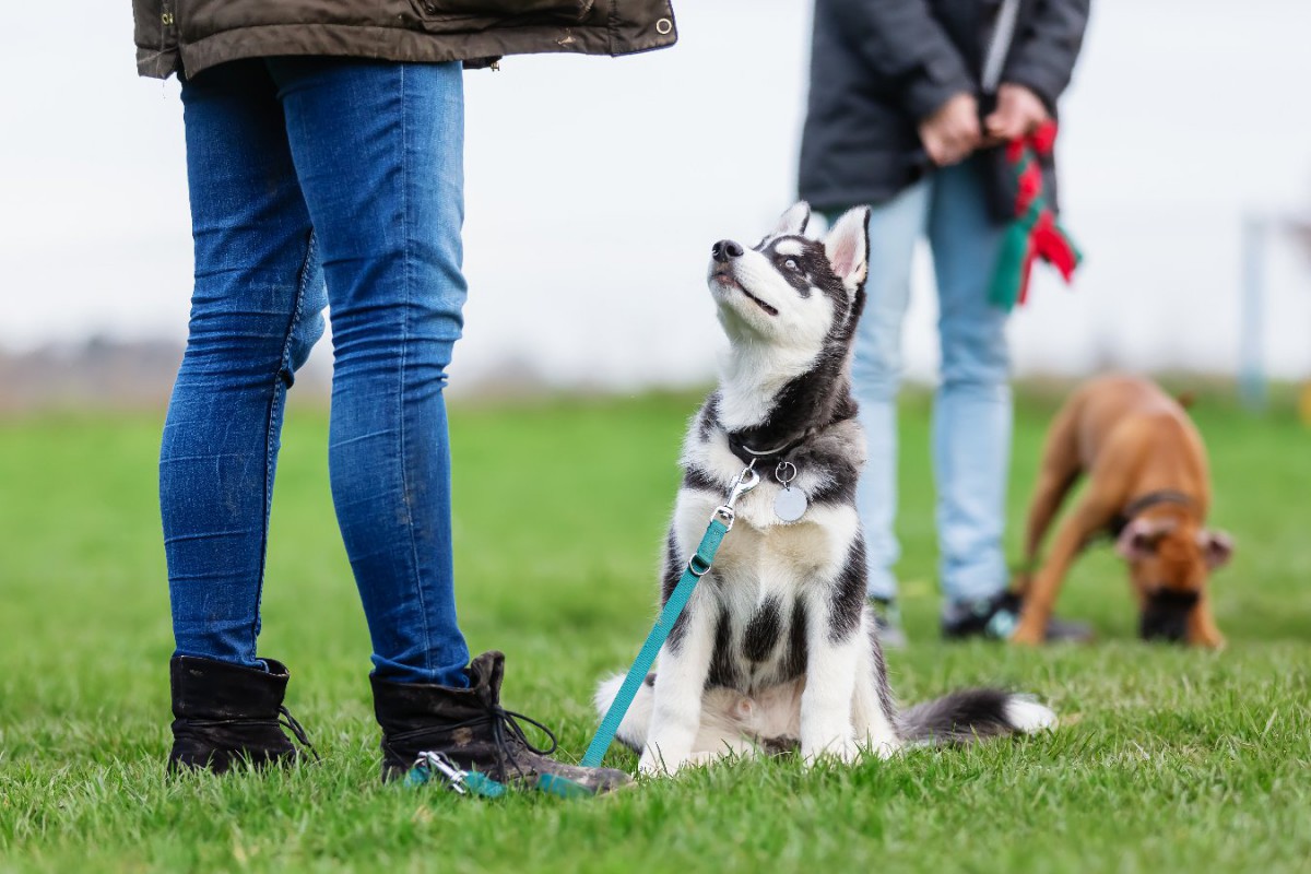 『吠えすぎない犬』に育てるための5つの方法！それぞれの犬に合った飼育を心がけて