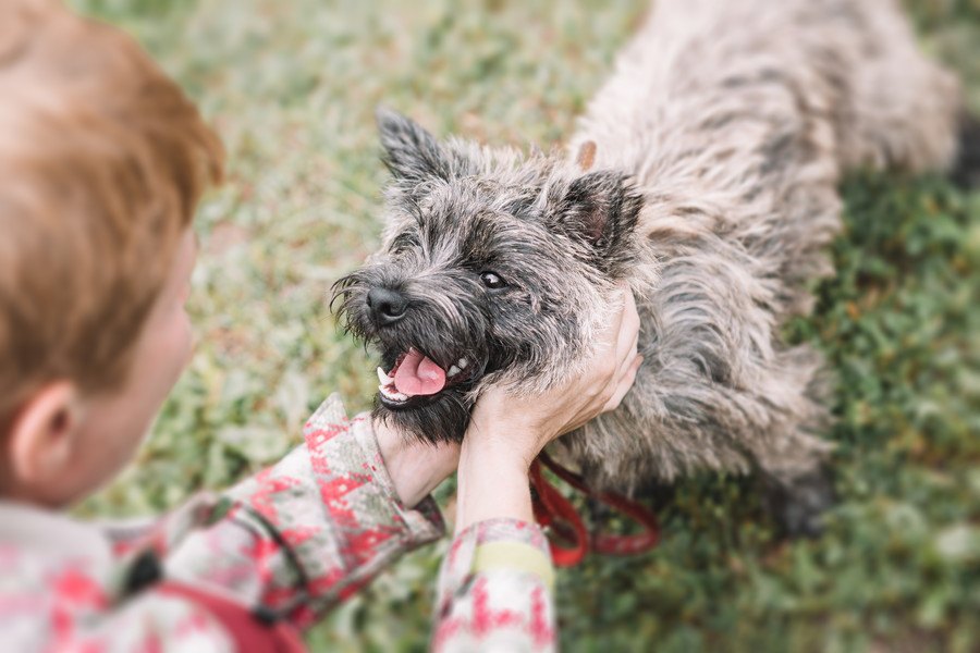 犬が必ず喜ぶ『撫でスポット』５選