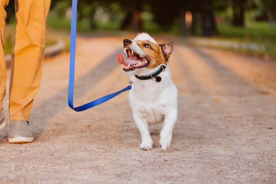 犬にオススメな気分転換方法４つ