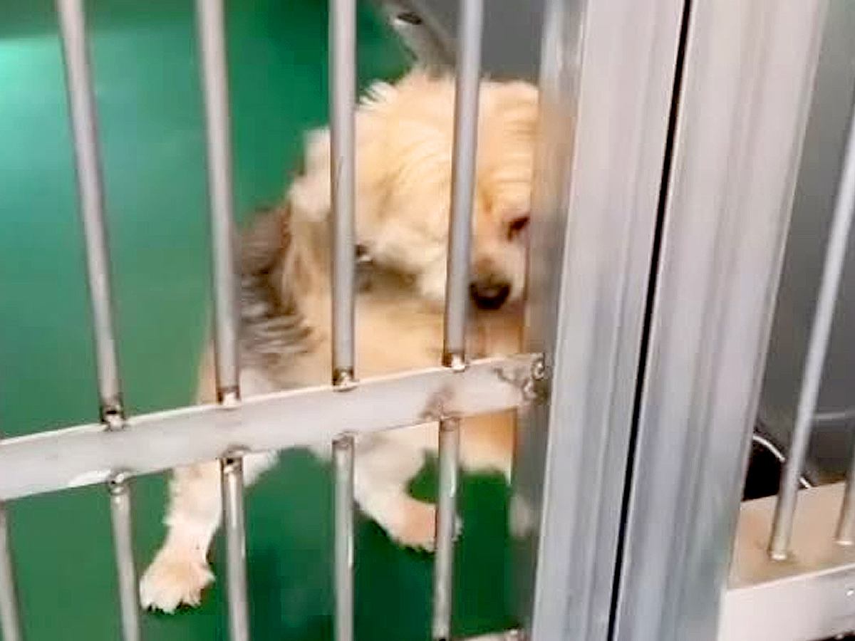 飼い主に裏切られ『殺してくれ』と持ち込まれた12歳の老犬…涙腺崩壊する『嘘のような現在の光景』が48万再生「辛かったね」「ありがとう」