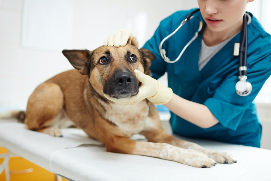 動物病院でできる犬のケア３つ