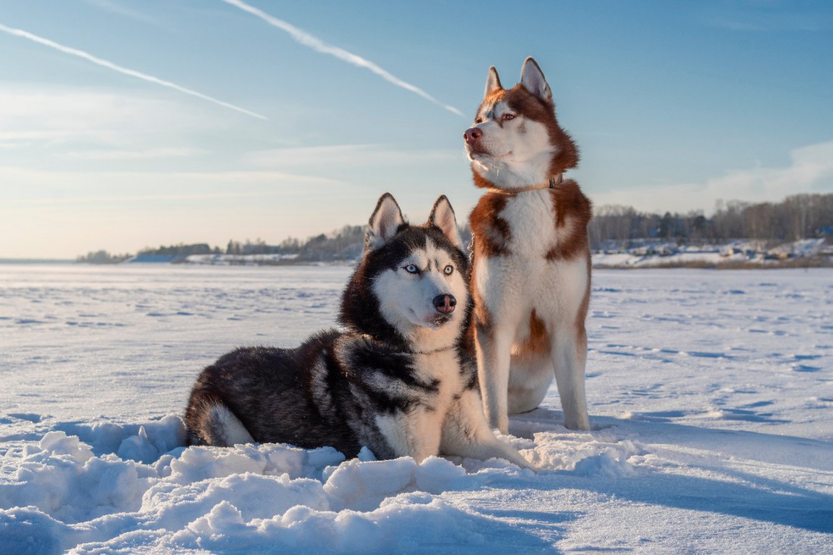 「かっこいい犬種」5選！顔立ちはイケメンでも、心は甘えんぼさんなんです♡