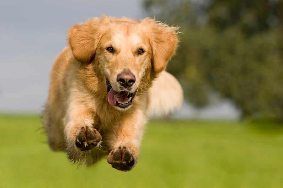 運動量が多い犬種６選！飼う時の注意点まで