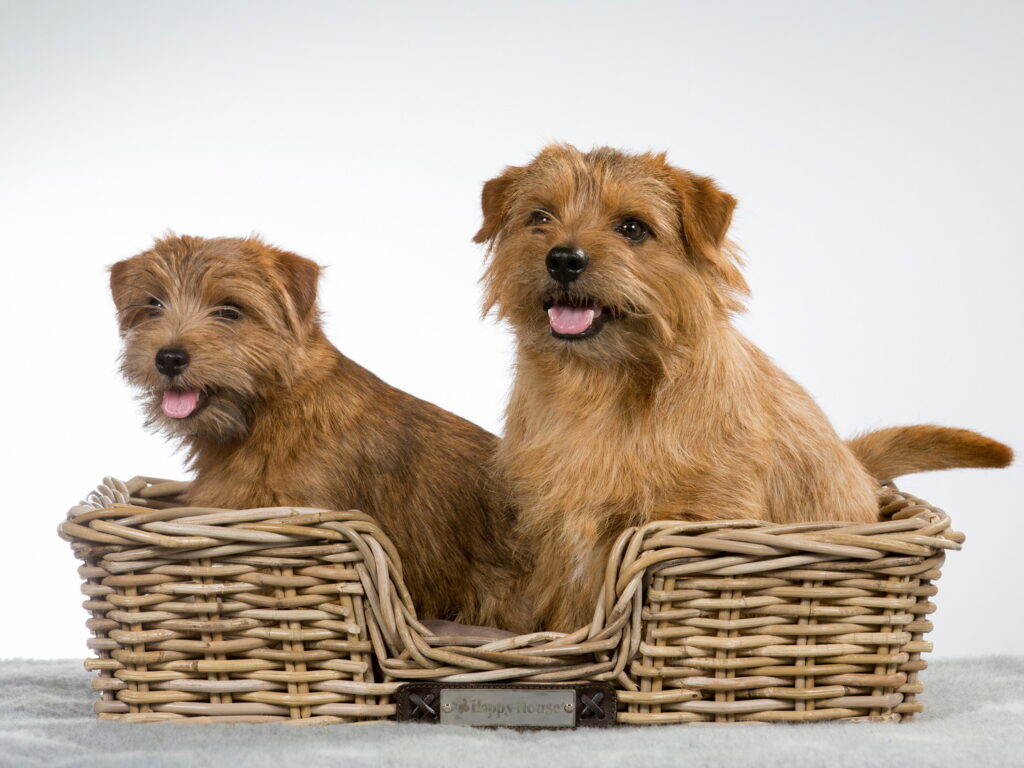 ノーフォーク・テリア｜犬種の特徴と性格、飼い方や価格相場まで解説