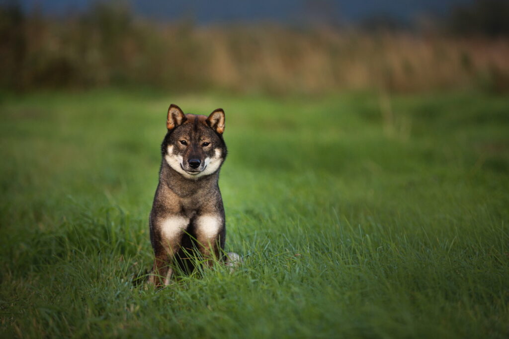 四国犬｜犬種の特徴と性格、飼い方や価格相場まで解説