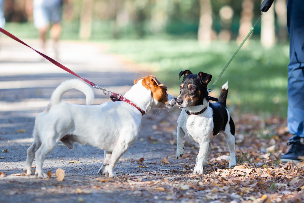 『小型犬の散歩』は必要なの？絶対に連れて行くべき4つの理由や注意点まで