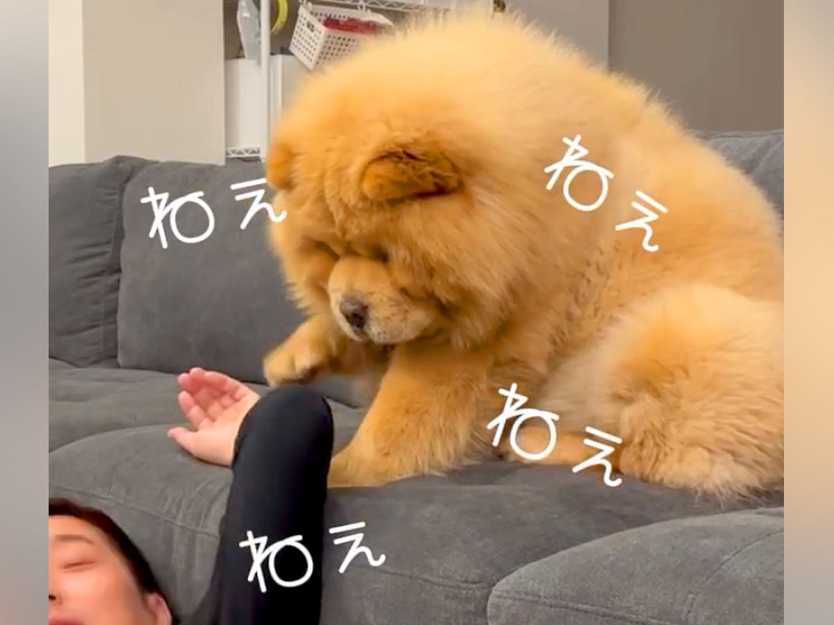 お父さんがゴロゴロしていたら、犬が…思った以上にあざとい『構ってアピール』が22万再生「ぬいぐるみ過ぎる」「中に人間入ってる？」と悶絶