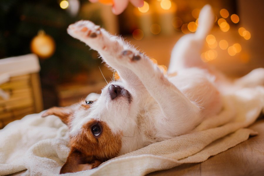 犬とのクリスマスの楽しい過ごし方６選