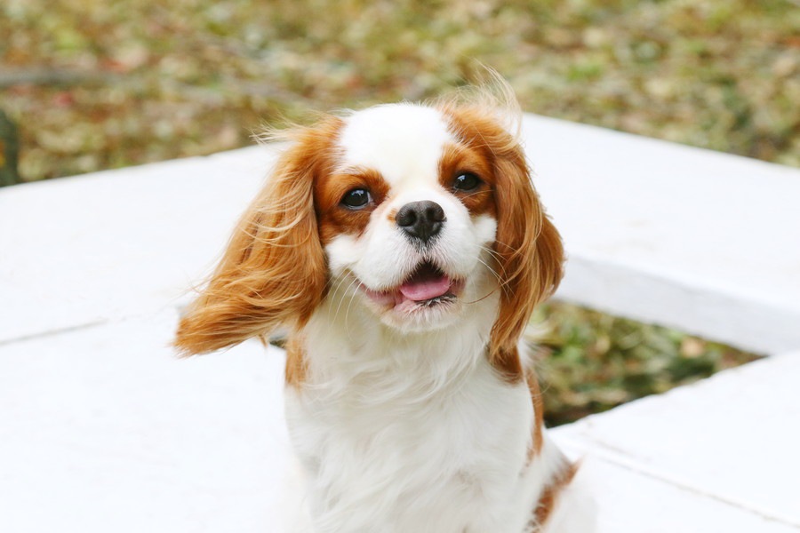 病気になりやすい犬の特徴とやりたい改善策