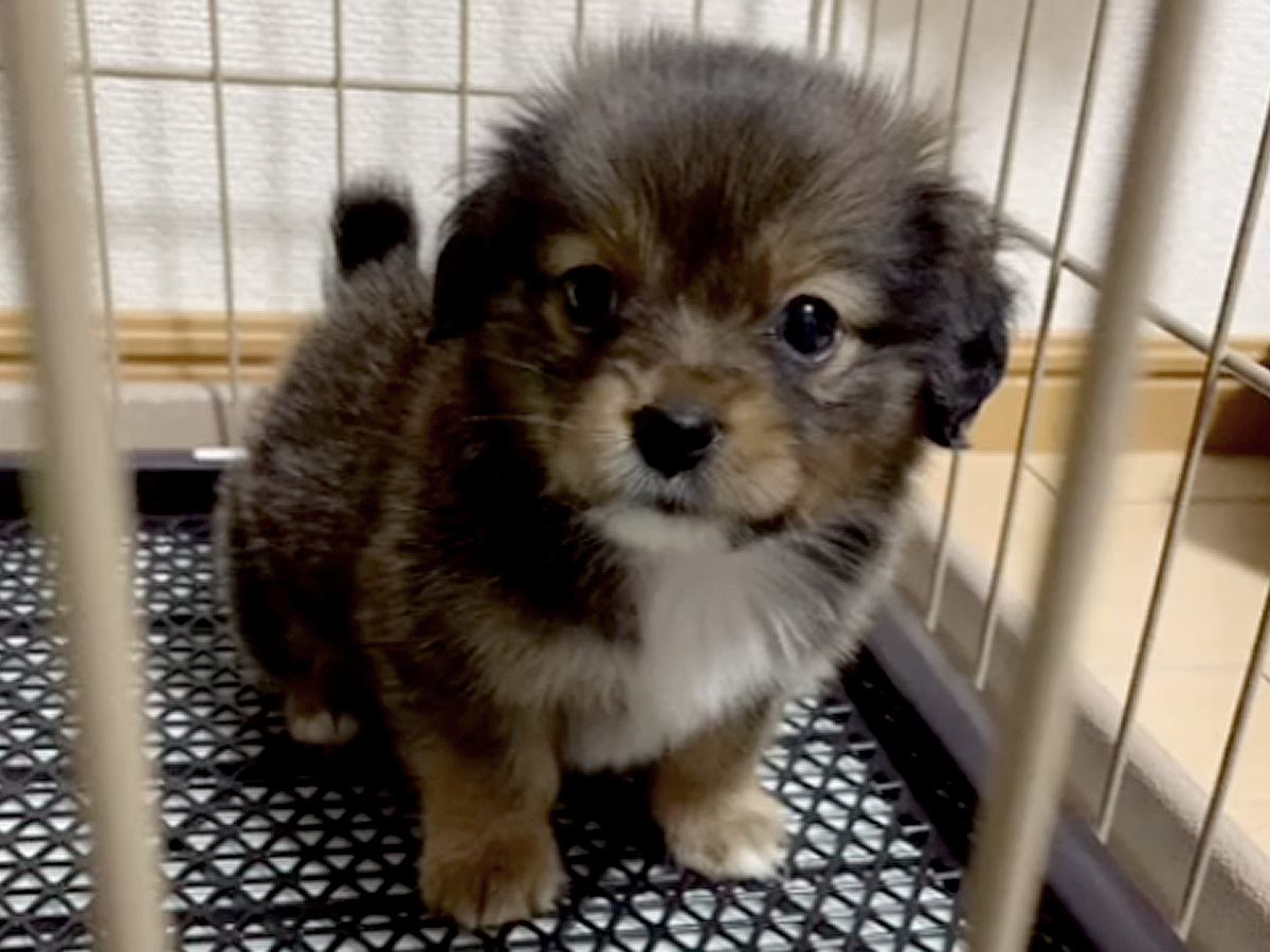 『真っ黒な赤ちゃん犬を飼った』結果→ずっと黒いままかと思ったら…衝撃的な『別犬になった光景』が20万再生「入れ替わった説」「可愛い」の声