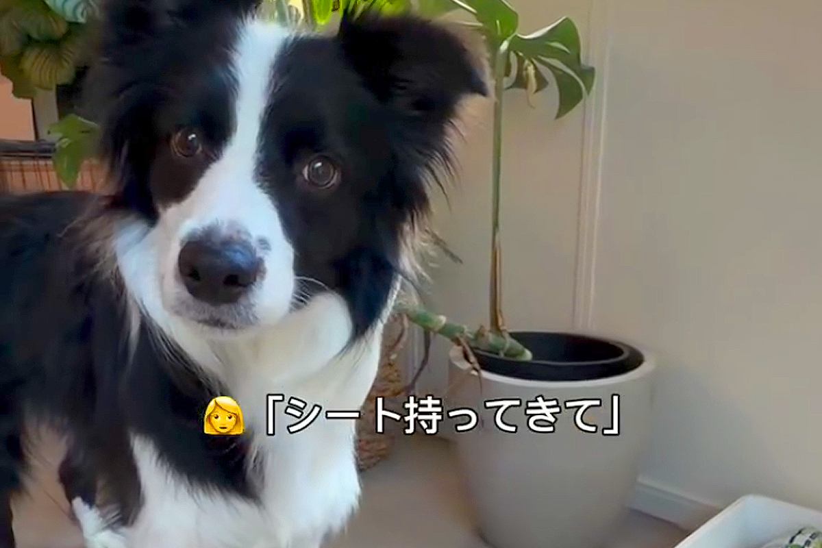 世界一頭が良い犬種に『シート持ってきて』とお願いしてみた結果…初めてとは思えない『衝撃の光景』が139万再生「前世人間？」「天才すぎる」