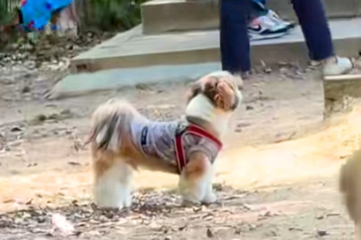 ドッグランで迷子になった犬→名前を呼んでも気付かずに…尊すぎる『見つけた瞬間の光景』に絶賛「探す姿が愛おしい」「必死なのたまらない」