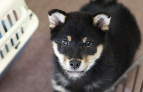 初心者飼い主と柴犬ルークの奮闘記　～サークルとトイレの配置～