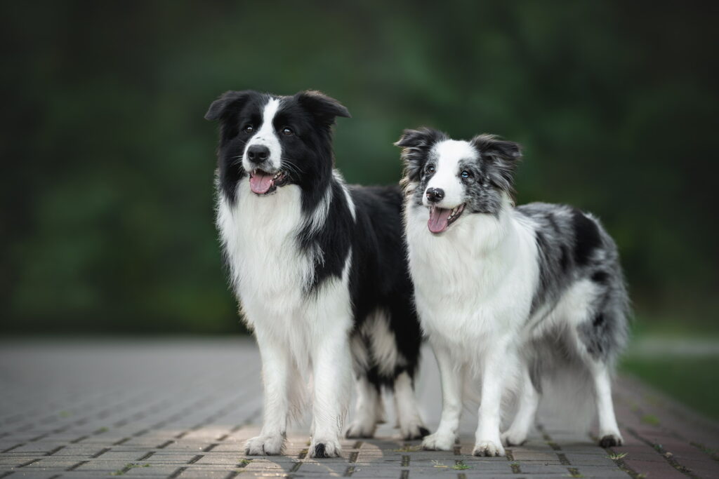 【獣医師監修】ボーダーコリーってどんな犬種？特徴と性格や飼い方・価格相場まで解説