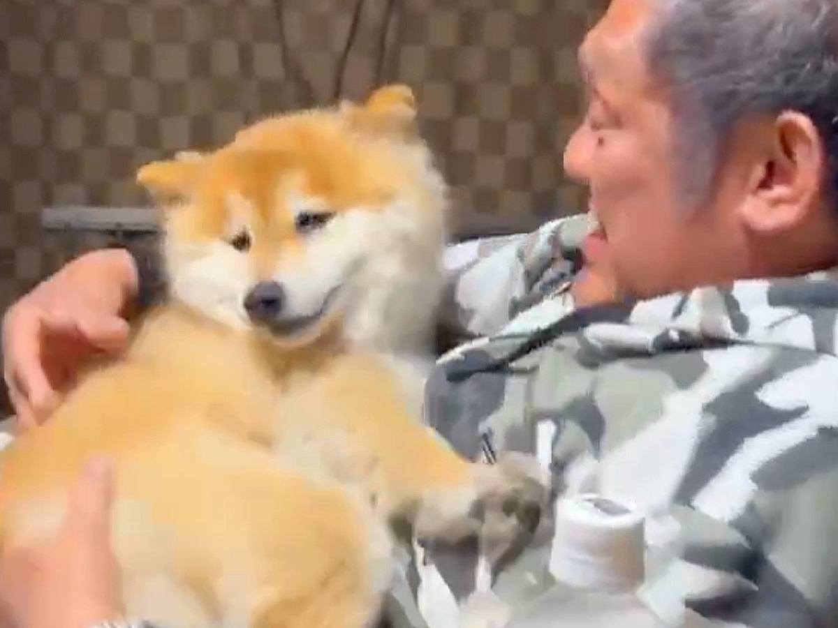 『おとんの腹に乗せられたら最後…』お父さんに抱っこされる犬→衝撃的な速さで『正気を失う光景』が125万表示「信頼してる」「大好きなのね」