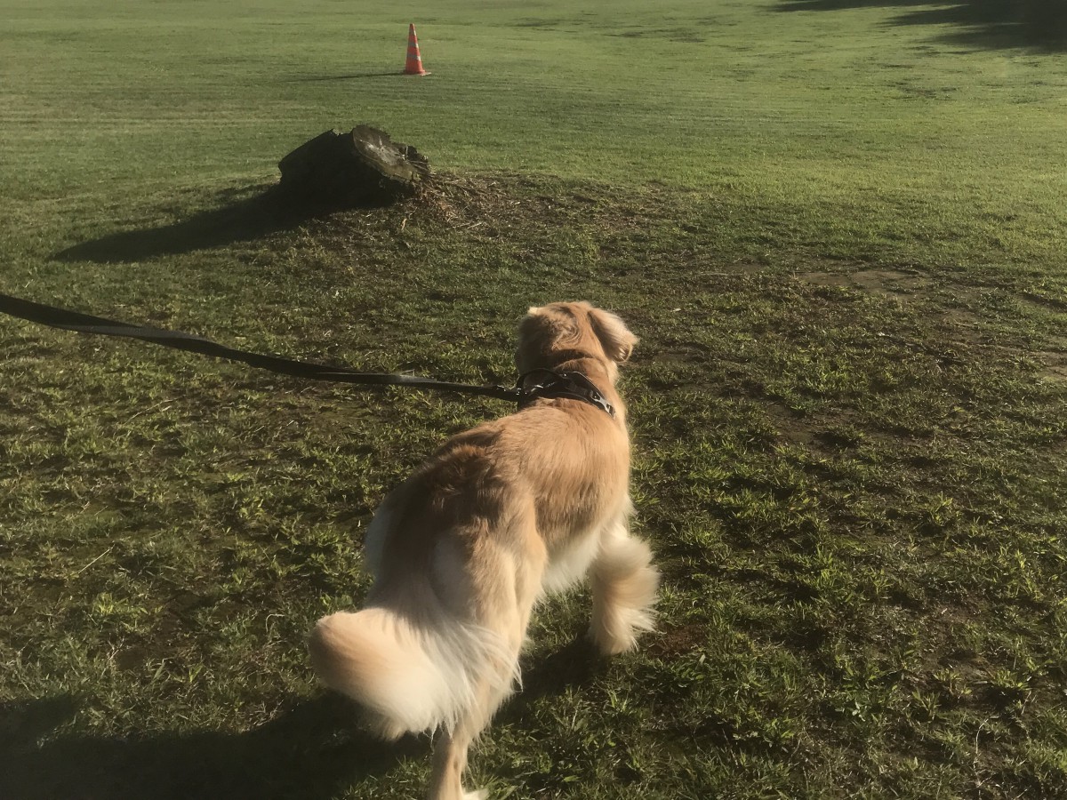 犬の後脚に起こるレッグペルテス病とは