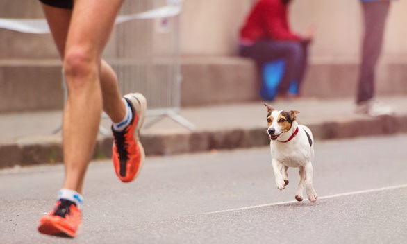 犬に追いかけられる夢の意味とは？夢占いにおける心理を解説